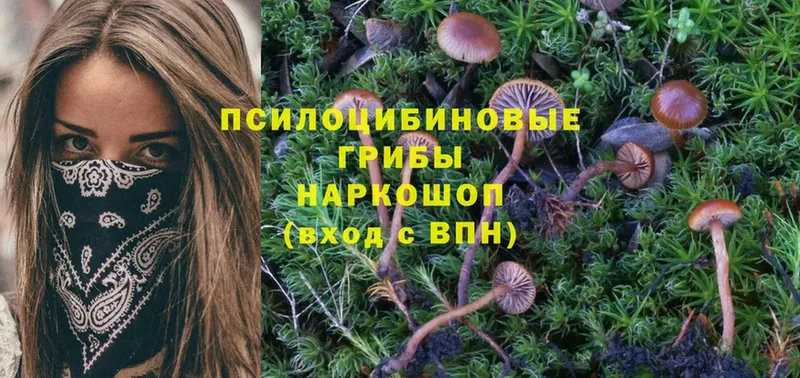 дарк нет формула  Ртищево  Псилоцибиновые грибы MAGIC MUSHROOMS 